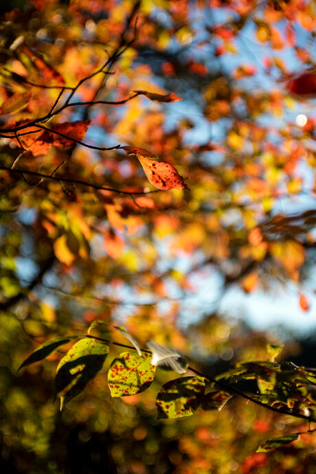Tallulah Gorge State Park, Tallulah Falls, Georgia, 13 Oct. 2018