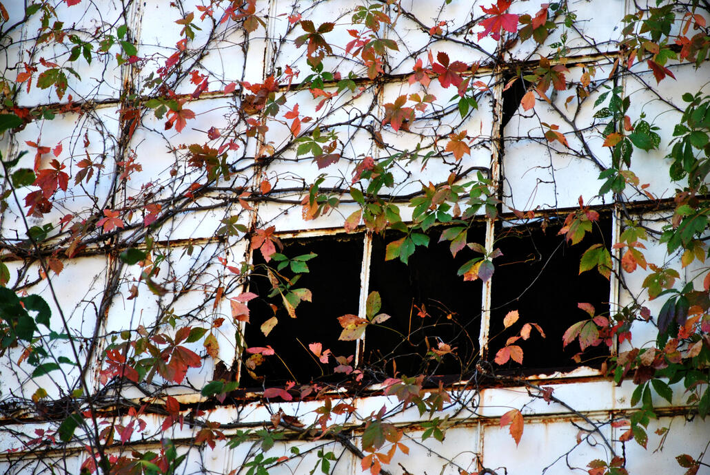 Abandoned factory (Bending Works? Chair Co.?), Fort Massac State Park, Metropolis, Illinois, 19 Oct. 2015